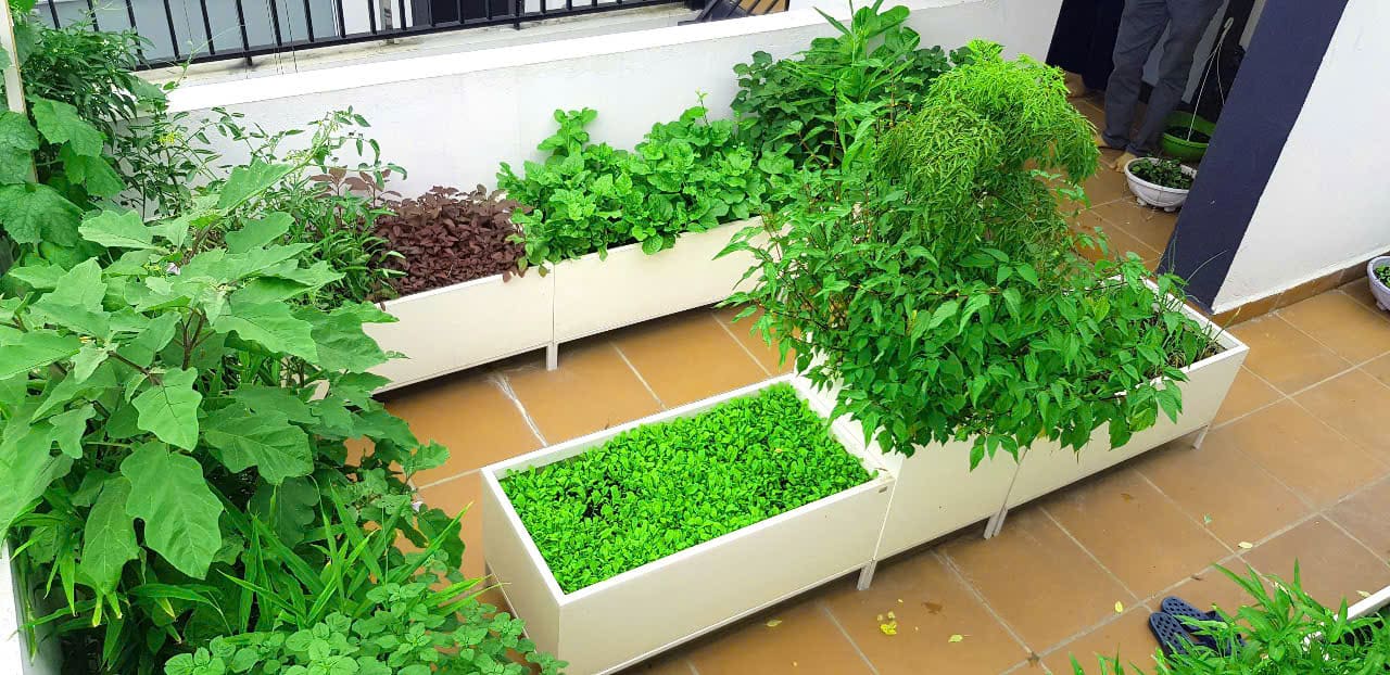 Vườn rau sân thượng đẹp phong cách châu âu DA 101